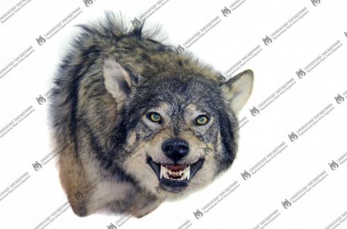 wolf_5